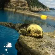 くらりおったー