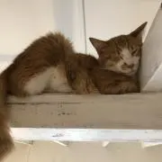 ザキの画像
