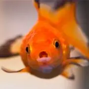 エレボールの画像