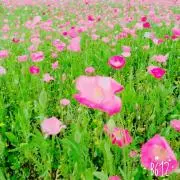 りんご女子