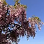 Kmashiの画像