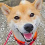 デュラララ アニマルサイバー 特大アクリルスタンド タワレコ - メルカリ