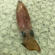 mskの画像