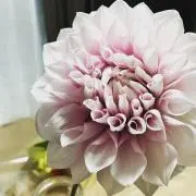 harugasumiの画像