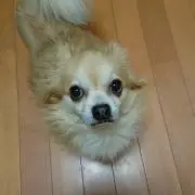 やっさん