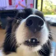 DAI