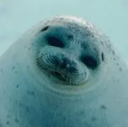 ごまの画像