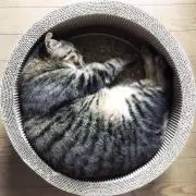 さとみ