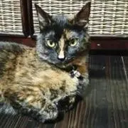 ブルマぶす