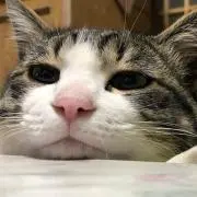 床凛