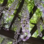 めぃりぃ