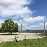 kiwiの画像