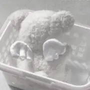 ゆきの画像