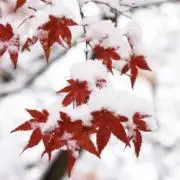 ✩い✩の画像