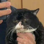 Kudouken即購入可の画像