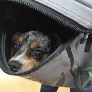 もものすけ
