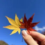 naaa045の画像
