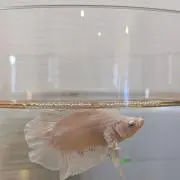 天然水の画像