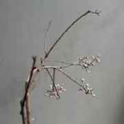 kurumiの画像