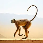 ブックモンキーの画像