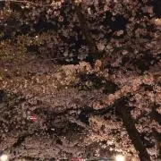 たか