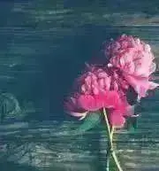 チャの画像