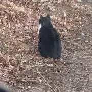nの画像