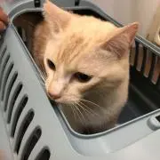 そこら辺のひとの画像