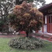 Image of 耳 【引越しセール中】