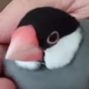 わらび餅の画像