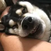 どらあんこーる