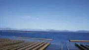 ひな