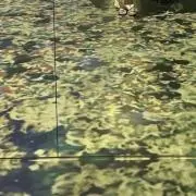 くま
