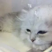 さえの画像