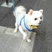 パンジー ★プロフ必読★