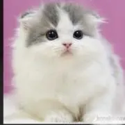 ねこさんの画像