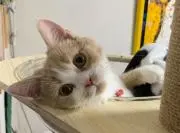 きなこの画像