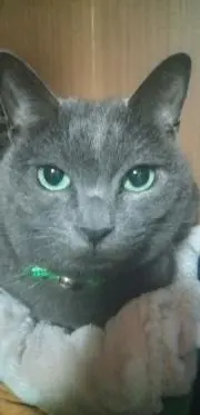 BAL