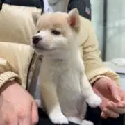 kz ☆の画像