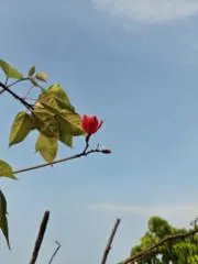 ameの画像