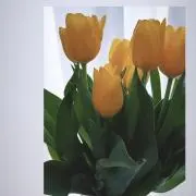 にょきの画像