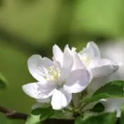 ポピコの画像