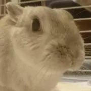 こゆきんぐの画像