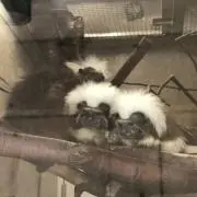 ママさん（即買いOK！プロフの確認を！）の画像