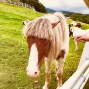ポニーの画像