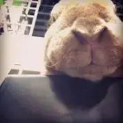 ootの画像