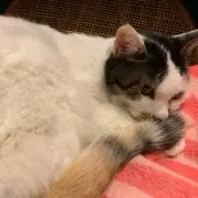 ねこおじはんの画像