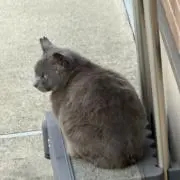 わるねこの画像