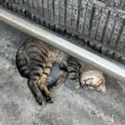 あおきの画像