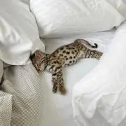 ねこにゃん！プロフ必見！
